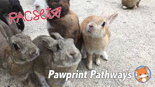 Full Intro to Pawprint Pathways! Update
