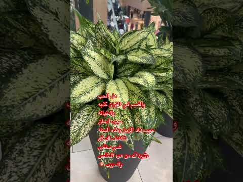 عندما تخلص إلى شخص كن قد كلمتك والله يرسل لك من العدو وتعرف وانا ساكت اكسبلور 