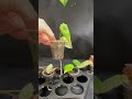 Когда #фитоняня пригодилась -полное видео #цветочнаяклептомания #бегонии #фитиль #пересадкарастений