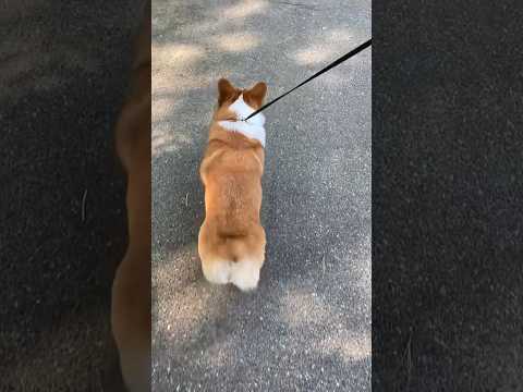 Love my CORGIS