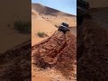 شاص طايح في طين شاص طايح في طين