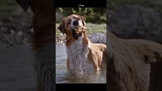 #movie Buck's Transformation: The Smartest Dog in Cinema History ❄️