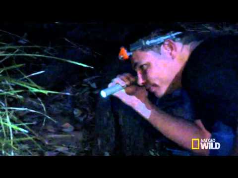 Python Hunters   Cane Toad Devastation