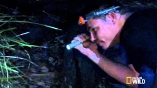 Celebrity Python Hunters   Cane Toad Devastation Wealth