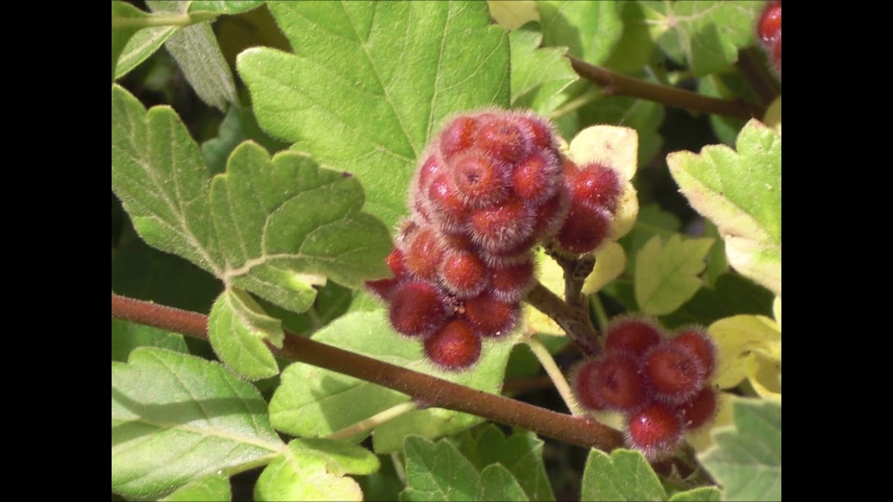 Skunkbrush Sumac - Calming, Pain Relief, Digestion Aid and More