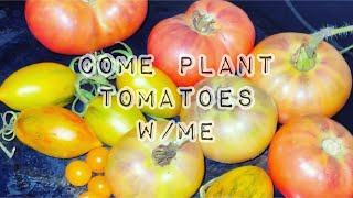 Come Plant Tomatoes W/Me
