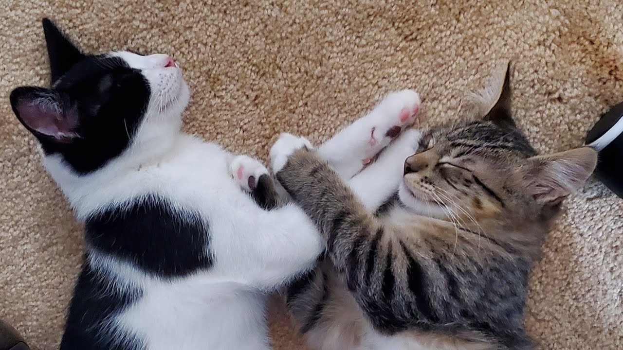 Sammi and Dean: Two Cute and Playful Kittens Compilation Part 2 | 2024