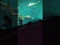 オモロイ?