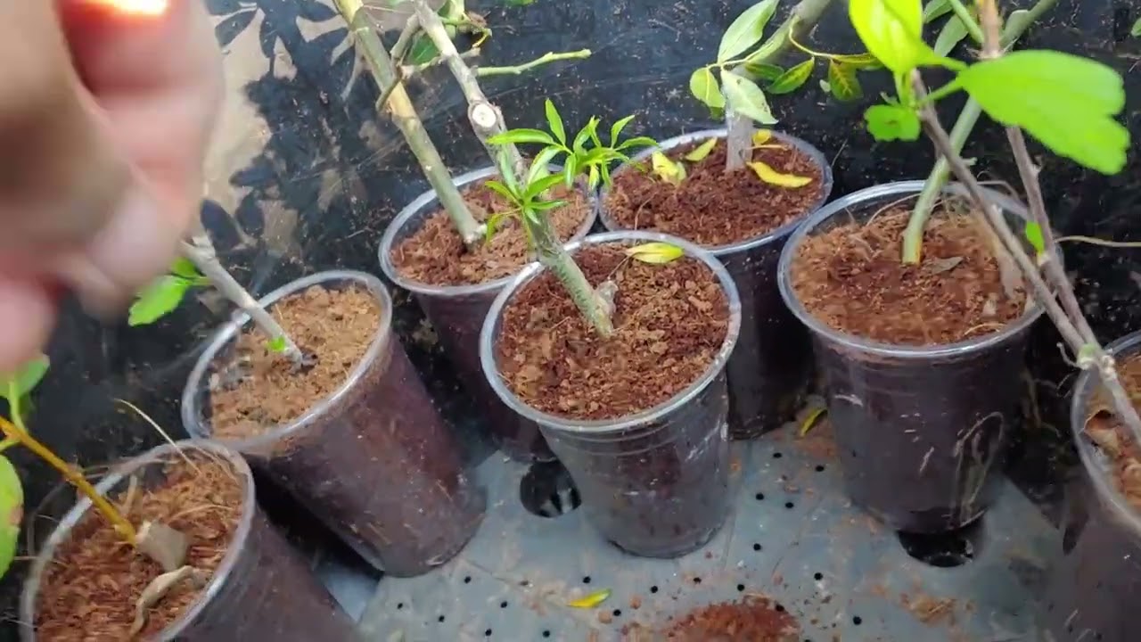 Giâm cành thành công và cách làm đúng nhất !