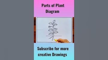 Thumbnail of Parts of plant diagram for kids #shorts #amritadrawingbook #partsofplant
