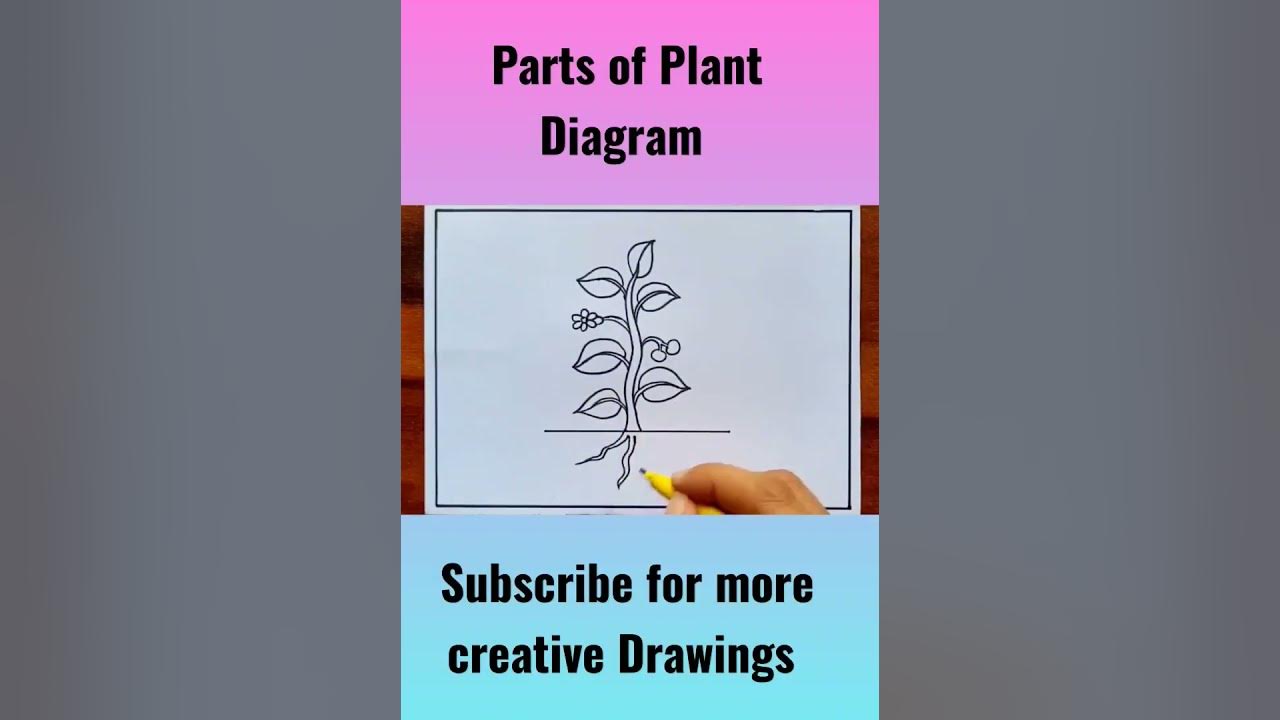 Parts of plant diagram for kids #shorts #amritadrawingbook #partsofplant