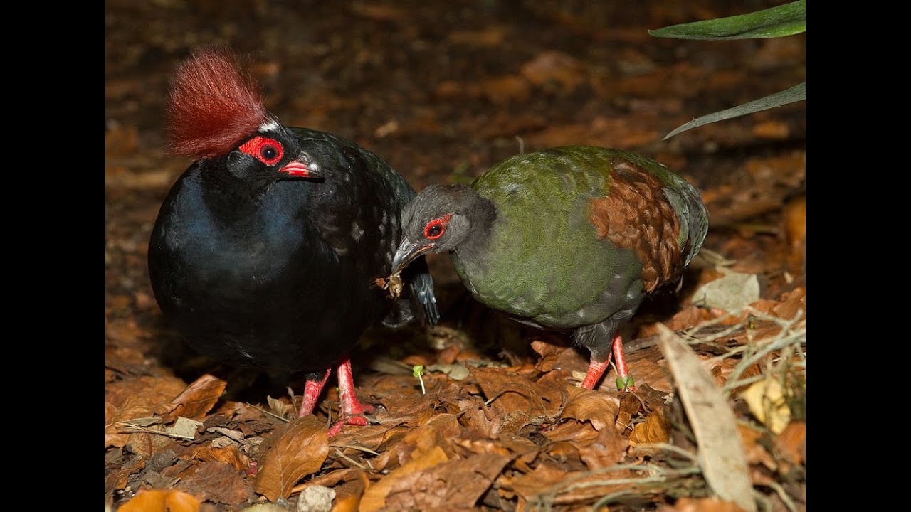 De Roelroel ruimt op