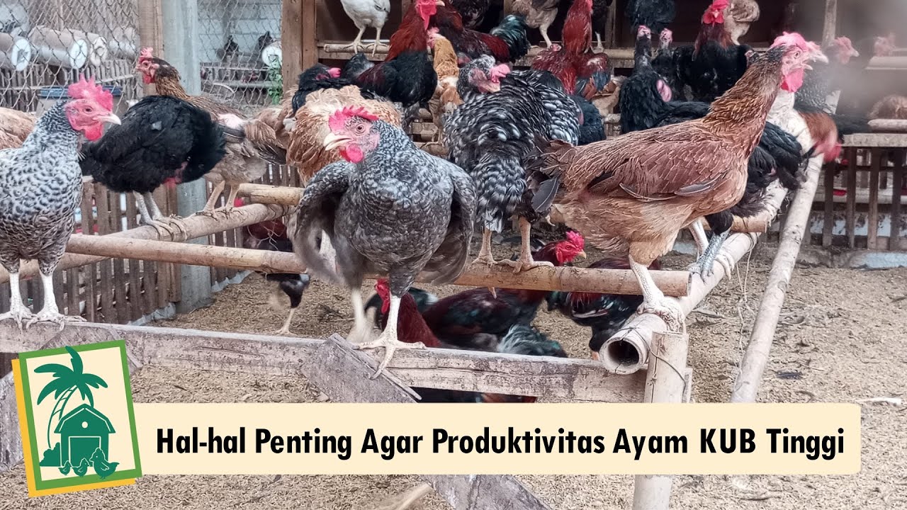 2 Hal Penting yang Perlu Diketahui Agar Produktivitas Ayam KUB Tinggi