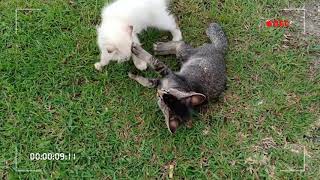 Abg Long gaduh berebut port berak.. 🐈😁