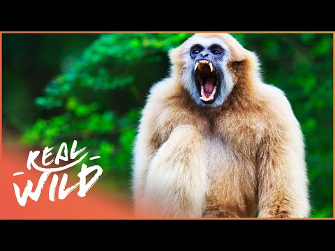 Gibbons: The Forgotten Apes In Peril (Wildlife Documentary) | Real Wild