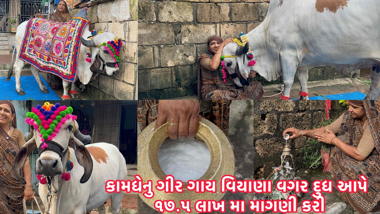 કામધેનુ ગીર ગાય જોઈ રાજીબેન બોવ પ્રેમ થી રાખે છે ગાય ને । kamdhenu Gir cow Gujarat
