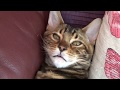 Benji the Bengal Cat: from Kitten to Adulthood