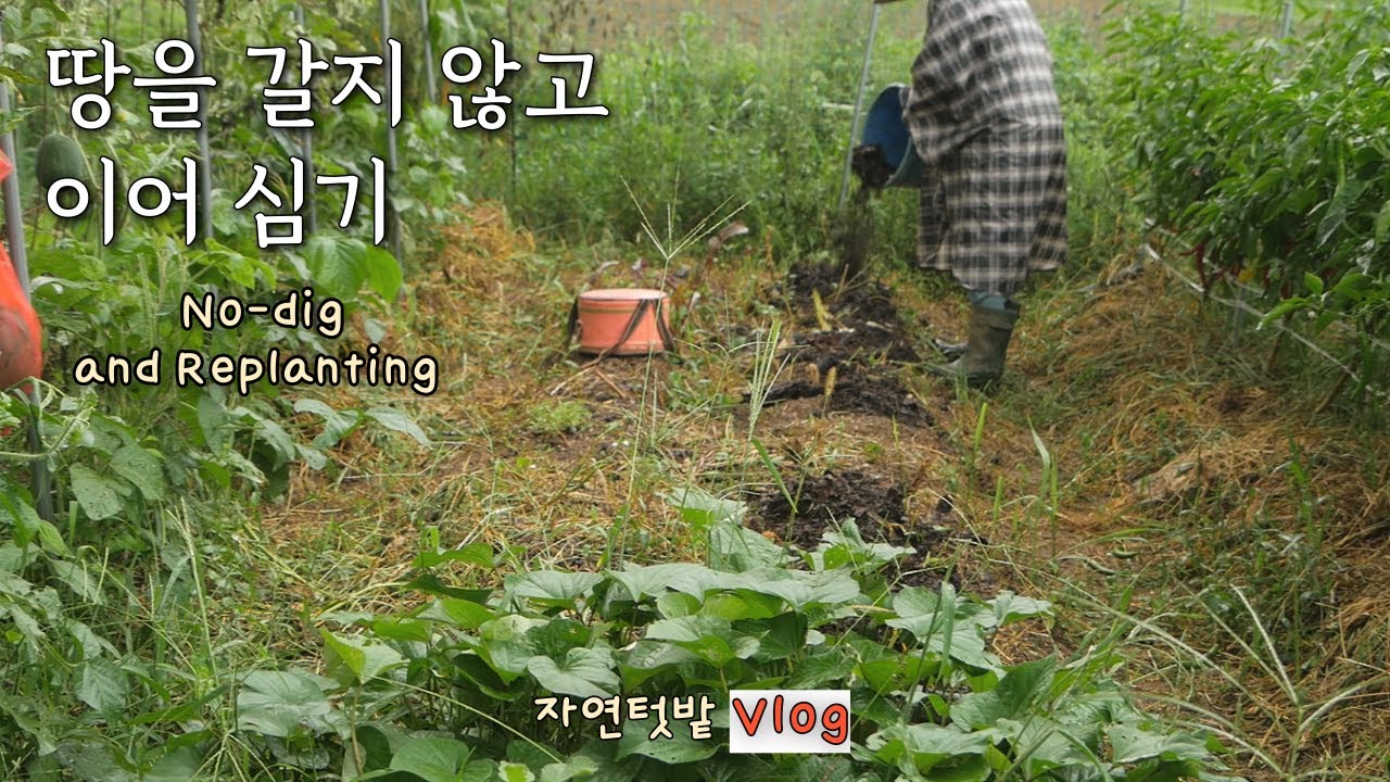 [3 августа] Пересадка без перекопки почвы — для осеннего посева