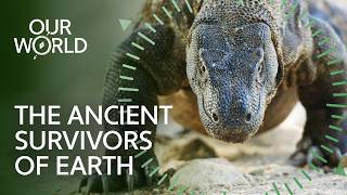 Reptiles: The Ancient Survivors of Earth