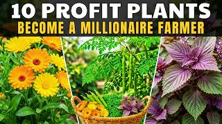 10 Profitable Plants That Will Make You a millionaire (That Nobody’s Growing) | The Forgotten Garden