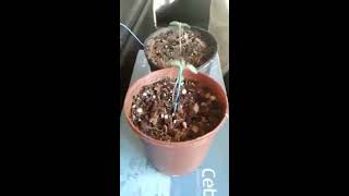 My first indoor grow #20 in da garden/sun room with the girls/update