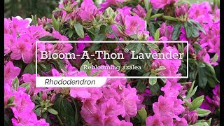 30 Seconds with Bloom-A-Thon® Lavender Reblooming Azalea