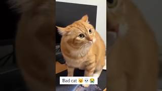 Bad cat 😺 #funny #foryou #cat #comedy