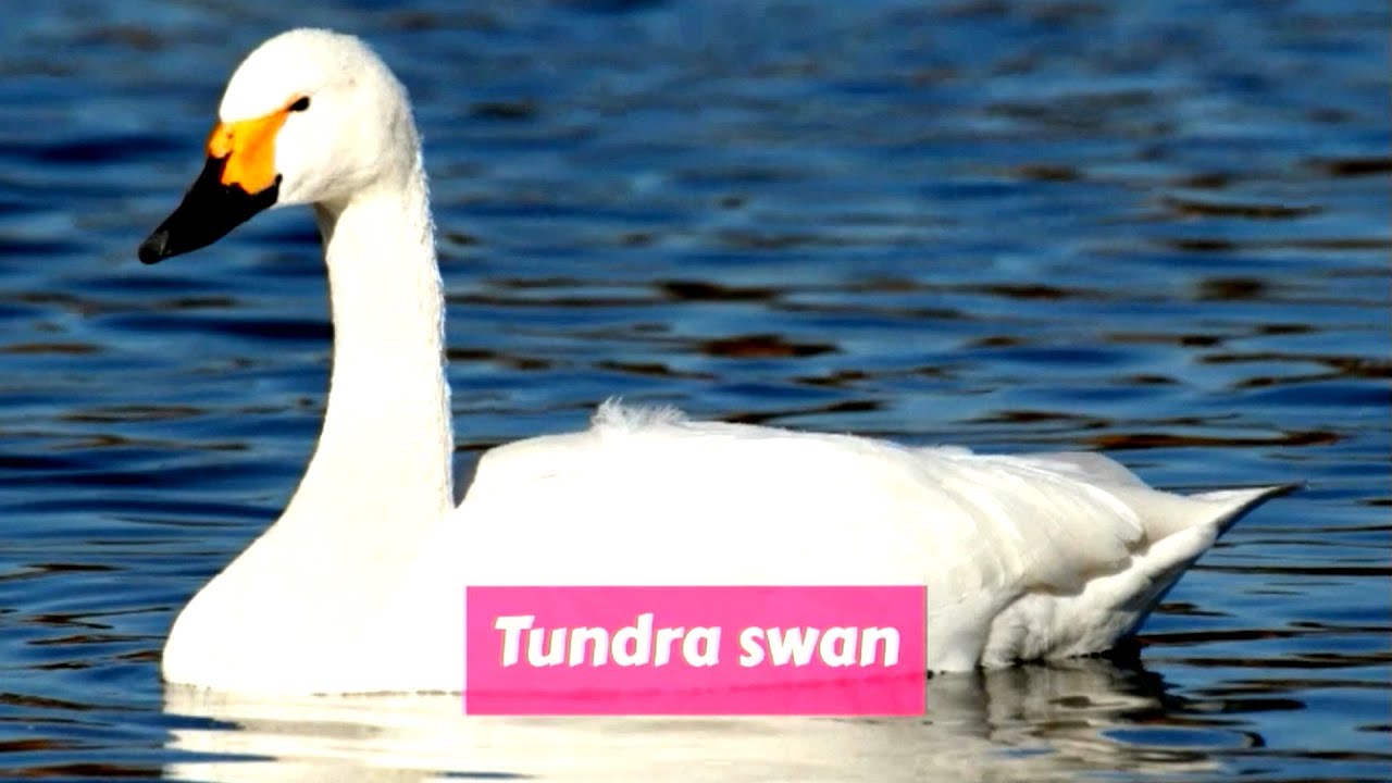 Tundra Swan Cygnus Columbianus Tundra Swan Animals