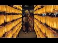 Mitama Matsuri