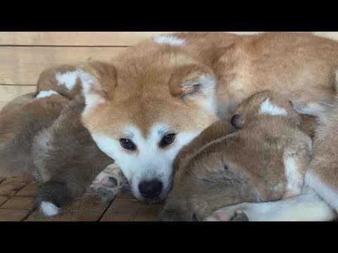 みんなママと一緒がいい　秋田犬の赤ちゃんに囲まれる幸せ
