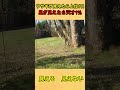 ウサギや星が見えるなら、あなたの目は上位1%に入ります。#視力検査 #錯視