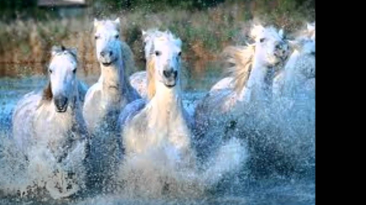 I Will Survive ( version Flamenco ).wmv