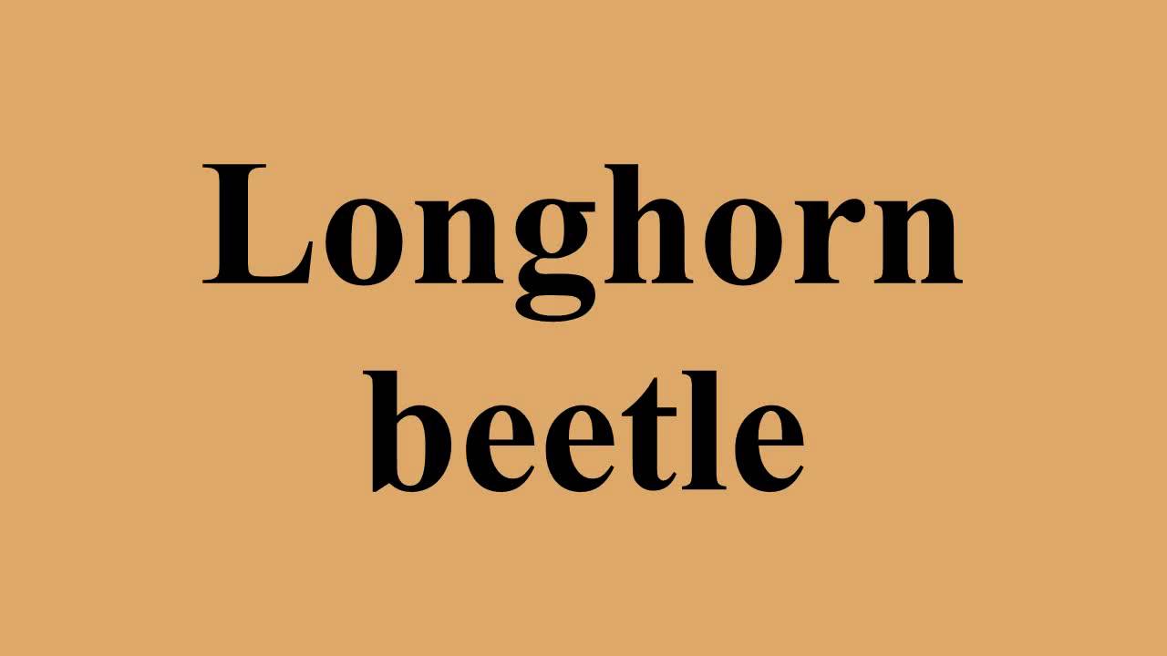 Longhorn beetle