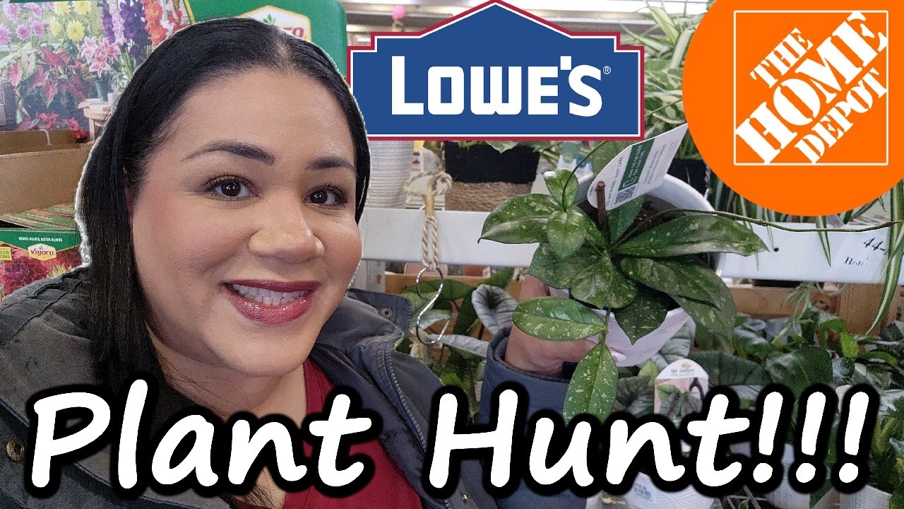 Plant Hunt at 5 Stores! Variegated Anthurium + New Hoya Find