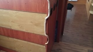 Corn snake escapes from the viv