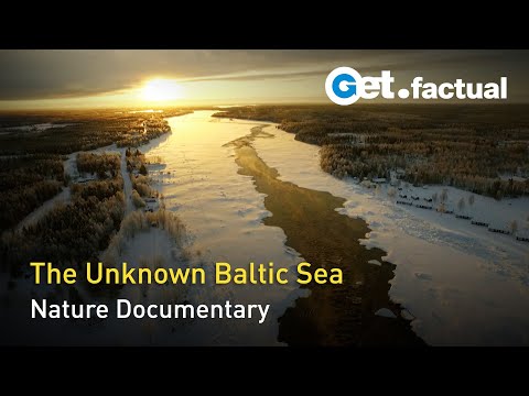 Wild Baltic Sea - Between Finland and Sweden | Nature Documentary