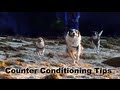 Dog Training Tip of the Day- Counter Conditioning- clicker dog training Dog Training Tip of the Day- Counter Conditioning- clicker dog training