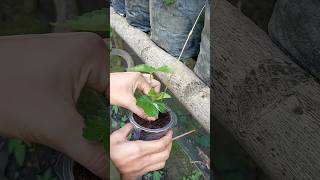 Simple tips for propagating strawberry plants by means of tendril cuttings (shoots) #gardening