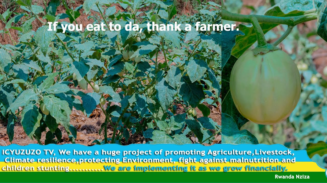 Uko ubuhinzi bw'intoryi bukorwa. Ibiti 56 by'intoryi yabisaruyeho  120,000 Rwf. Menya uko bikorwa