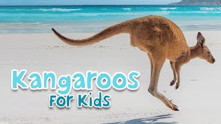 Kangaroos for Kids: Joeys, jumping and jellybeans! #animalfactsforkids #australian #kangaroofacts