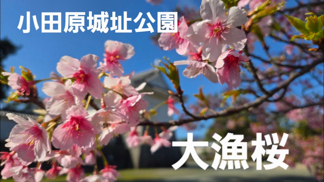 小田原城址公園大漁桜(2026年3月7日)【写真編】