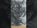 Moshi&#39;s artwork update#cat #petportraitcommission #drawingpainting #catart