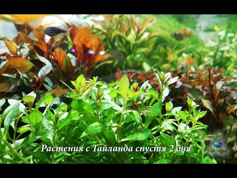 Видео: Что такое обмен растениями - Правила обмена растениями для обмена семенами и растениями