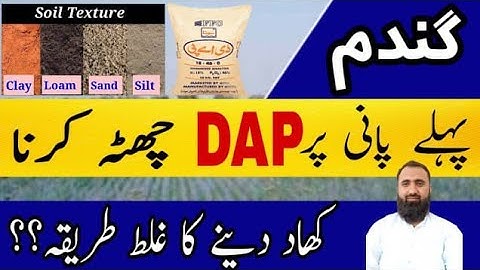 How to use DAP at first irrigation in Wheat || Bilal Kanju Official