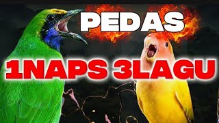 Anti ngukluk digantangan | KENARI ISIAN, LOVEBIRD DAN CUCAK CUNGKOK