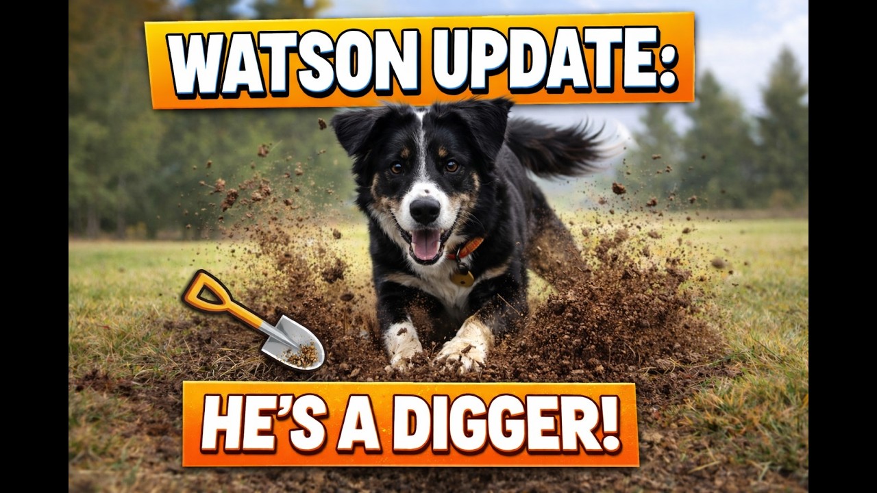 Watson Update: He’s a DIGGER! 🐾