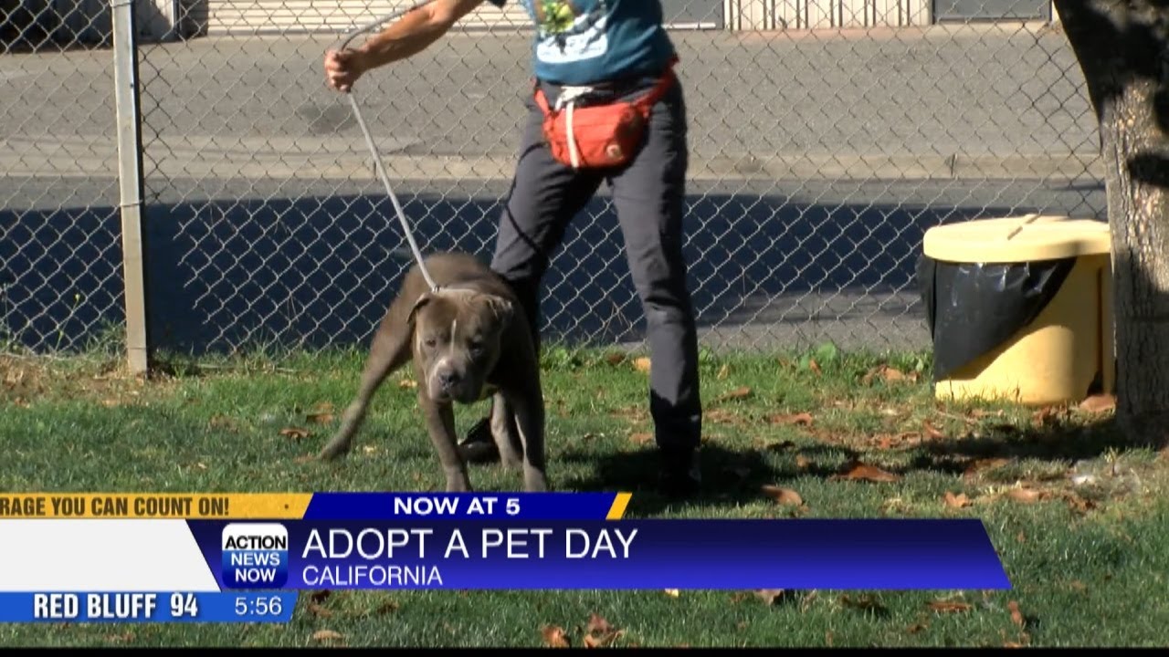 Thinking about adopting a pet?