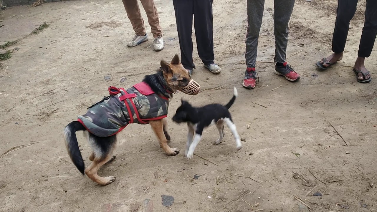 GSD v/s moodi litte desi dog puppy playing with eachother YouTube