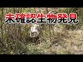 【緊急動画】 猫ちゃんを撮影したら未確認生物が、、、 #猫 #緊急 #未確認生物
