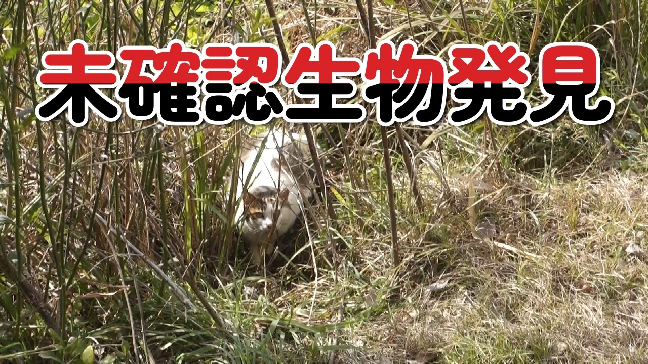 【緊急動画】 猫ちゃんを撮影したら未確認生物が、、、 #猫 #緊急 #未確認生物
